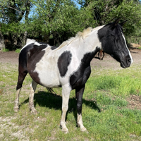 Cavalla di 11 anni da pascolo