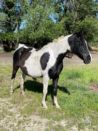 Cavalla di 11 anni da pascolo