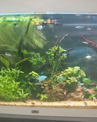 Aquario Juwel 260 