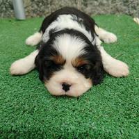 Cuccioli Cavalier King