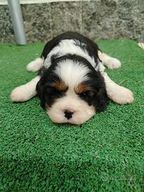 Cuccioli Cavalier King