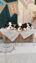 Cuccioli di Cavalier king Ciarles Spaniel tricolor