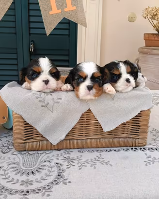 Cuccioli di Cavalier king Ciarles Spaniel tricolor