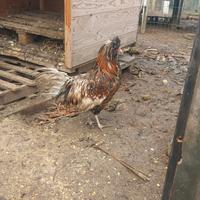 Gallo Padovano con ciuffo