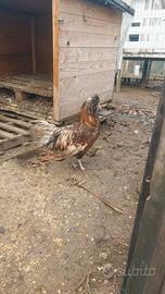 Gallo Padovano con ciuffo