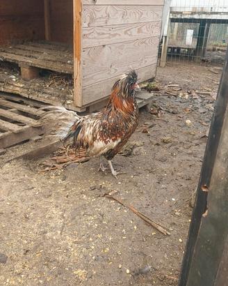 Gallo Padovano con ciuffo