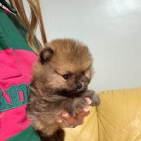 Mini pomerania