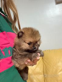Mini pomerania
