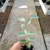 piante dl eleagnus ebbingei