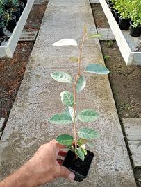 piante dl eleagnus ebbingei