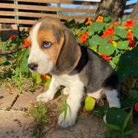 Beagle tricolore femmina