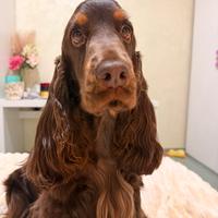 Cocker spaniel inglese per monta