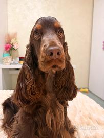 Cocker spaniel inglese per monta