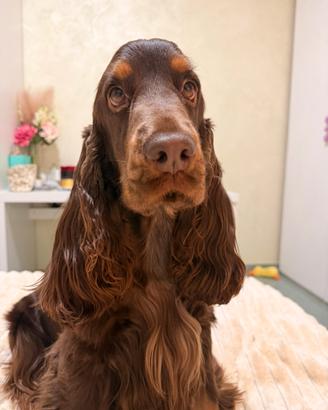 Cocker spaniel inglese per monta