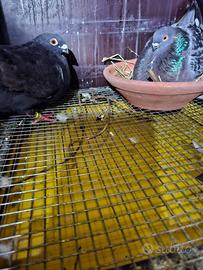 Piccioni razza spagnola Gaditani