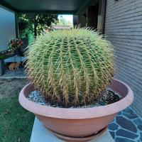Cuscino della suocera pianta