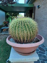 Cuscino della suocera pianta