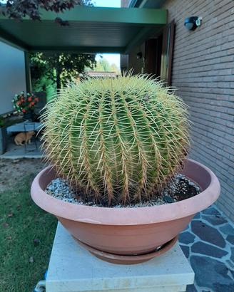 Cuscino della suocera pianta