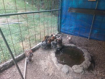 conciccine galline