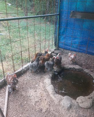 conciccine galline