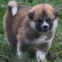 Cuccioli di Akita a pelo lungo