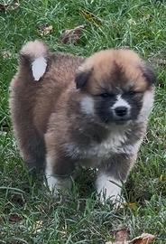 Cuccioli di Akita a pelo lungo