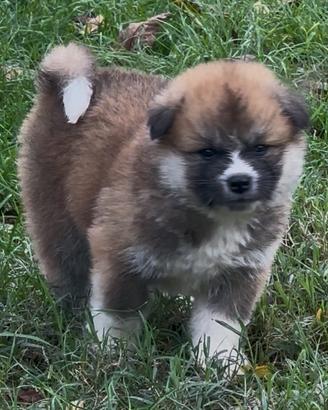 Cuccioli di Akita a pelo lungo