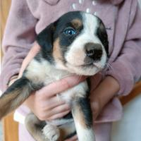 Cucciolo bracco/segugio per tartufi/caccia