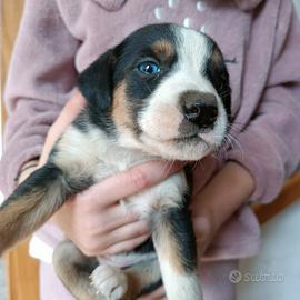 Cucciolo bracco/segugio per tartufi/caccia