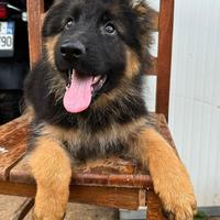 Cuccioli Pastore Tedesco