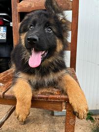 Cuccioli Pastore Tedesco