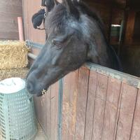 Pony 139 cm al garrese- iscritto FISE- salta 70 cm