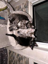 Simil Maine coon
