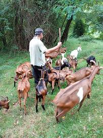 Caprette camosciate nel biellese