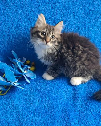 Ultimo gattino di siberiano con pedigree