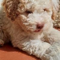 Lagotto
