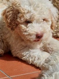 Lagotto