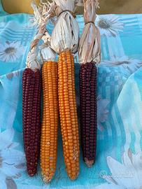 Semi di mais formenton rosso e giallo