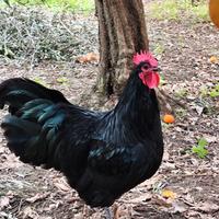 Gallo Australorp nero