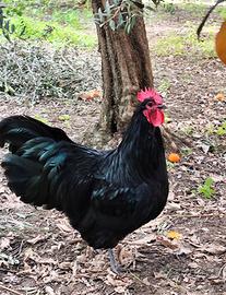 Gallo Australorp nero