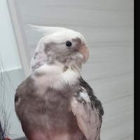 Calopsiti allevati a mano coppia compresi di gabb