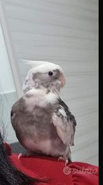 Calopsiti allevati a mano coppia compresi di gabb