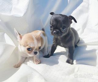 Cuccioli di chihuahua taglia piccola 