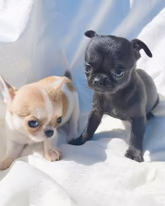 Cuccioli di chihuahua taglia piccola 