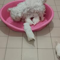 Westie highland white terrier con pedigree enci