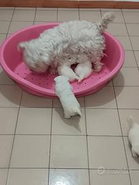 Westie highland white terrier con pedigree enci