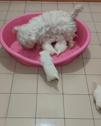 Westie highland white terrier con pedigree enci