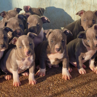 Cuccioli Amstaff blue