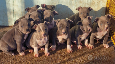 Cuccioli Amstaff blue