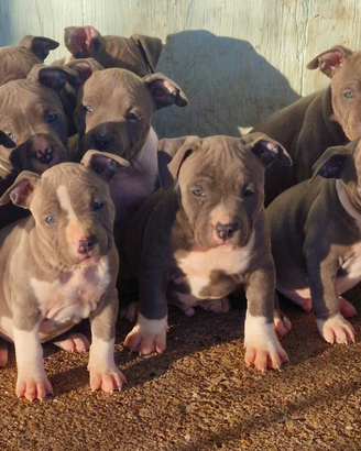 Cuccioli Amstaff blue
